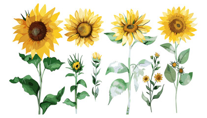 Watercolor Sunflowers, Green Leaves, floral vector, bright sunflowers, nature illustration, botanical design, watercolor art, plant vector, green foliage, hand-painted flowers