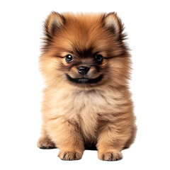 Obraz premium Adorable fluffy Pomeranian puppy sitting.