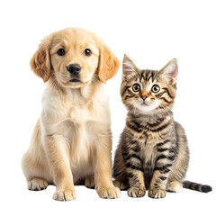 Adorable golden retriever puppy and tabby kitten sitting together. (1)