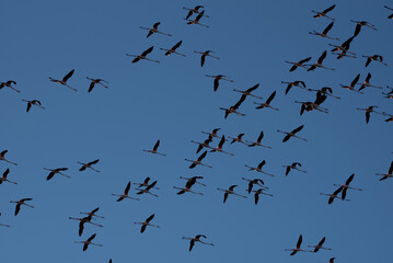 Skybound Silhouettes: Flamingo Flock Soaring Against Blue Sky
