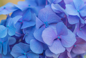 Blue hydrangea close up, natural background