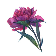 Watercolor isolated peony flowers