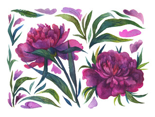 Watercolor isolated peony flowers