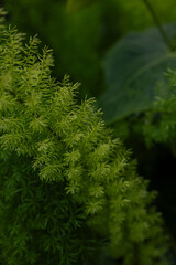 Flowers in the garden of Nashville