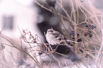 Serene Winter Perch: A Bird’s Quiet Moment