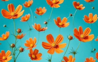 A close-up of an orange cosmos flower isolated on a turquoise background