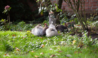 Free range chicken in the organic garden -  resting and feedling under fruit bushes.