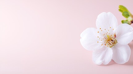 Fototapeta premium White cherry blossom flower with a green bud on a soft pink background.