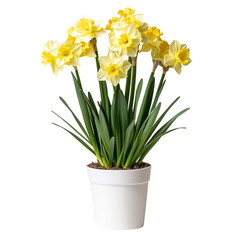 A Vibrant Yellow Daffodil Plant in Full Bloom Isolated on Transparent Background