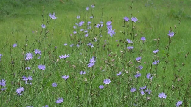 Blue flowers of blooming chicory on a meadow.