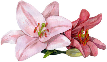 Beautiful hand-painted watercolor illustration of lily flowers. Delicate floral artwork with soft colors and elegant details. Perfect for prints, greeting cards, invitations, and decor.