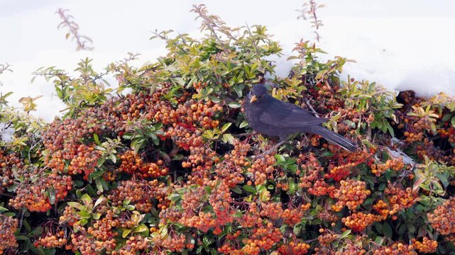 4k, (Turdus merula) looking for fruit to eat in pyracantha orange glow.
