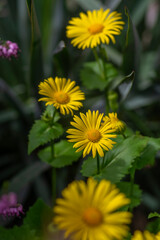 Doronicum orientale leopards bane bright yellow spring flowers in bloom, ornamental garden flowering plant