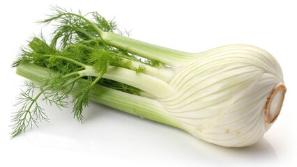 Fennel Bulb on White Background