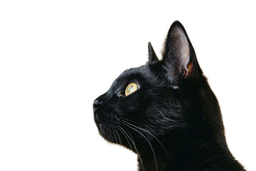 Isolated Profile of Black Cat