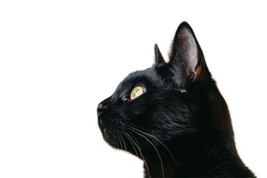 Isolated Profile of Black Cat