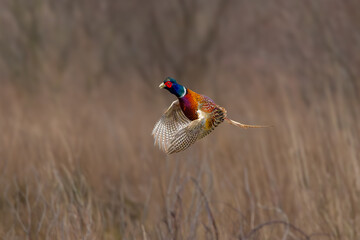 Close up of colorful flying up Pheasant Rooster, Phasianus colchicus, with spread wings and long tail and white neck ring against blurred background of winters brown reedplants
