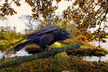 Close Up of Carrion Crow, Corvus corone, in menacing intimidating pose on bare branch against background of water-flooded autumn forest in beautiful fall colours