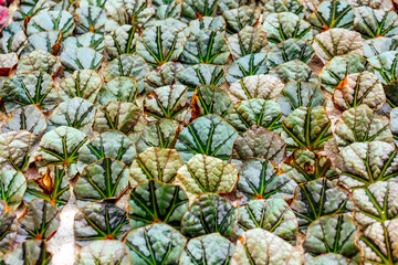 A close-up view of a dense cluster of Begonia pavonina leaves, known for their blue-green hues and intricate vein patterns, creating a natural abstract texture.