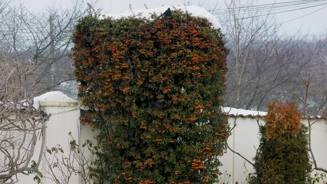 4k, (Turdus merula) looking for fruit to eat in pyracantha orange glow.