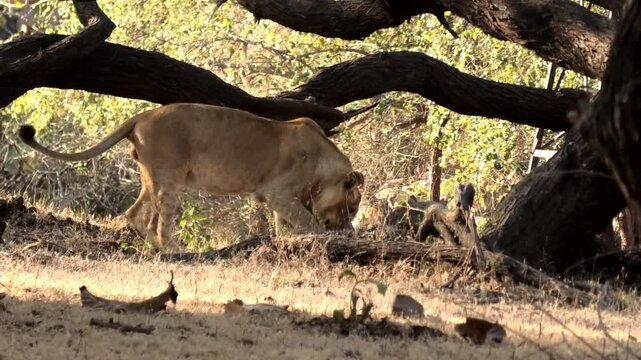 An Asiatic lion in Gir National Park, Gujarat, India