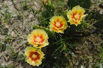 Blooms on prickly pear cactus closeup from top view during spring season in Texas landscape.
