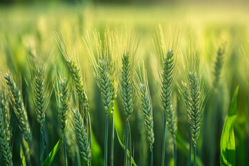 "Vibrant Green Wheat Ears Swaying in Sunlit Field"