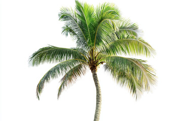"Isolated Tropical Palm Tree with Lush Green Leaves"