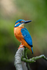 Obraz premium Beautiful blue kingfisher sitting on a branch