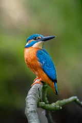 Fotobehang IJsvogel Beautiful blue kingfisher sitting on a branch  © Jan