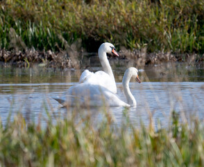 Family Swan Dipper In Lake Paints Serene Picture Of Nature'S Harmony