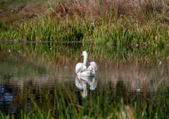 Swan Shoveler Swims In Lake