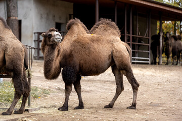Bactrian Camels On Farm Exhibit Unique Beauty With Their Two Humps