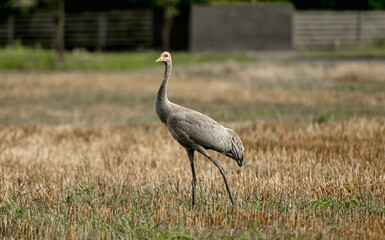 Grey Crane Chick In Field Stands Tall, Observing Surroundings With Curiosity