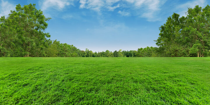 Green grassland field and blurred trees background on blue sky clouds, Panorama outdoor landscape garden, Treeline natural empty space view.