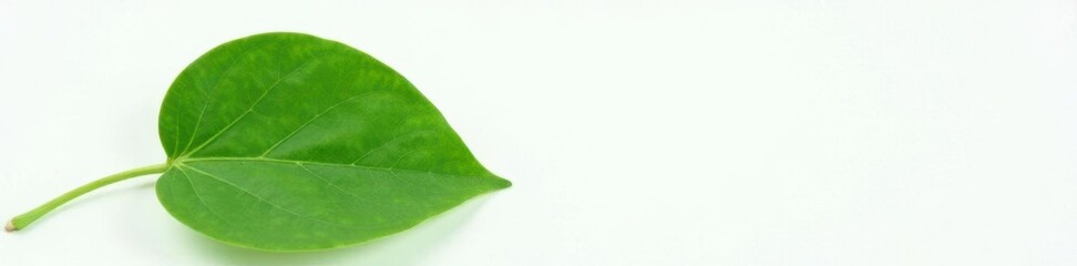 Obraz premium An anacardium occidentale leaf on a plain white background with fine details, anacardium occidentale, succulent, tree leaf