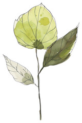 PNG Leaf sketch art illustrated.