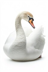 Fototapeta premium Serene Swan Resting with Wings Neatly Folded Isolated on White