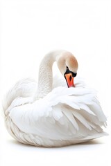 Obraz premium Close-up of Majestic Swan in a Peaceful Pose Against White Canvas
