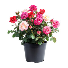 Vibrant Potted Rose Plant with Pink and White Roses Isolated on Transparent Background