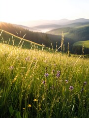 Golden sunlight bathes vibrant wildflowers in lush grassy meadow