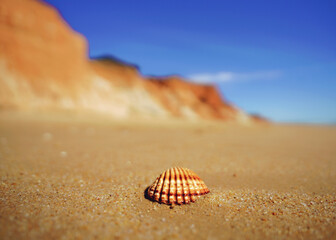 seashalls on the beach, calm and cool