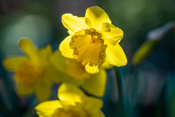 Narcissus flower in bloom. Spring beauty. Narcissus blossoms. Narcissus flowers in a garden. Close-up of a blooming narcissus. Blossoms spring background.