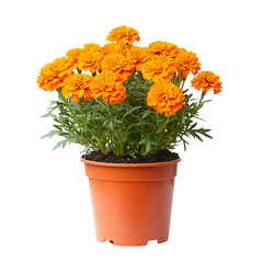 A Vibrant Potted Marigold Plant with Bright Orange Flowers Isolated on Transparent Background