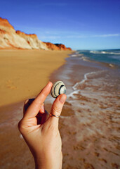 seashalls on the beach, calm and cool