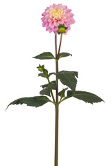 dahlia flower isolated