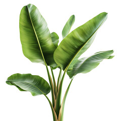 A Tropical Banana Plant with Large Green Leaves Isolated on Transparent Background