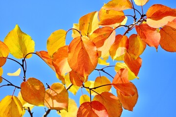 The fall of colorful leaves. Autumn leaves, apricot leaves close up on a tree. Nature, color and colorful landscape of leaves on a tree in autumn.