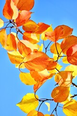 The fall of colorful leaves. Autumn leaves, apricot leaves close up on a tree. Nature, color and colorful landscape of leaves on a tree in autumn.