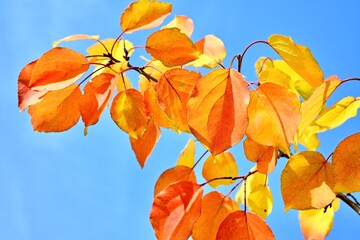 The fall of colorful leaves. Autumn leaves, apricot leaves close up on a tree. Nature, color and colorful landscape of leaves on a tree in autumn.